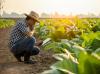 Climate change may devastate global food production
