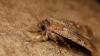 Starry travelers: Moths use celestial navigation for epic journeys, scientists discover