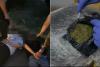 Tirana, Five Arrested for Trying to Sell 5 kg of Cannabis
