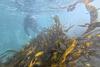 Seaweed forests in Chile: Nature’s oxygen pump under threat from pollution and climate change