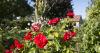 As Scotland gets warmer and wetter, these roses are a safer bet for gardeners