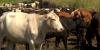 Hawaii food producers search for help after ‘climate smart commodities’ program defunded by feds
