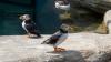 Icelandic puffins chilling out in Cornish heatwave