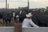 Idaho Police Share The Most Important Tip To Prevent Livestock Theft