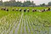 MMFA to open Agricultural Loan Training (Batch 1) on 25 July