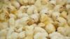 Government begins process of procuring birds for ‘Nkoko Nkitinkiti’ initiative – Minister of Food and Agriculture
