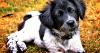 Insurance company reveals important pet expense many overlook