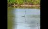 Alligator on Florida golf course takes victory lap with stolen club