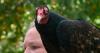 River Valley Raptors educates the public about the environmental impacts of turkey vultures