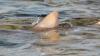 Scientists baffled after discovering more sharks swimming inland in rivers — here's what you need to know