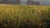 Rainy weather wipes out about 50,000 acres of Arkansas’ early planted rice