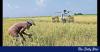 Can Bangladesh feed its projected 22 crore population by 2050?