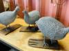 Easy care guinea fowl