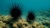 Hawaii on alert as coral reefs shrink