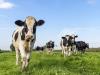 Agriculture to start roll-out of foot-and-mouth jabs