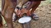 Dairy, agriculture impede India-U.S. bilateral trade deal