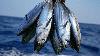 Global fish stocks facing mounting pressure, FAO says in new report