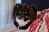 Reykjavík Cat Shelter Overwhelmed by Summer Abandonments