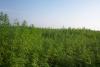 SpaceX Sends Icelandic Hemp on Orbital Mission