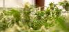 Alabama Expected to Issue Medical Cannabis Dispensary Licenses Soon
