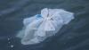 Citizen Science Can Help Study Microplastic Pollution