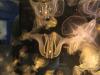 Warm, calm Gulf waters bring early jellyfish season to Alabama beaches