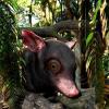 Science ABC News Fossils from giant possum-like mammal that lived 60 million years ago found in Texas