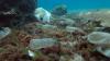 ASEAN nations take proactive approach to combat plastic pollution
