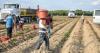 NC's agriculture industry needs Mexican seasonal laborers and several reforms, report argues