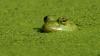 Anchorage Swamp: Begich contracts, fleek-green conflicts & who really runs this city?