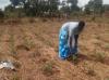 Climate Smart Agriculture: Hope for Food Security in a Changing Environment