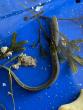 Science Portsmouth Herald Slippery, slimy and seriously fascinating: Why the American eel still baffles science