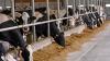 Agriculture Dept. says discard raw milk from Meadow View Jerseys Dairy