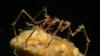 3,000 Feet Beneath the Ocean, Scientists Found Spiders With a Hidden Superpower