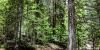 Trump administration to open undeveloped forests to mining, logging – Mining Engineering Online