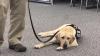 'The nose knows': Nebraska State Patrol adds Electronics Detection K-9, Scooter