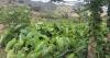 Growing concern over the future of Hawaii Kai agricultural land