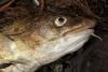 Humans have forced cod to shrink in size by half since 1990s, scientists find