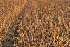 China Pens Argentine Soymeal Test Deal With Eye on U.S. Trade War Disruption