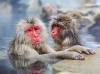 From rumbles to rituals: Scientists map the cultures of the animal kingdom