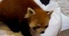 China cracks down on hotel offering red panda 'wake up call' service