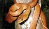 Stamping on Science: Dr. Anslem de Silva and team expose global philatelic fraud featuring Sri Lankan snake art