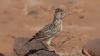Meet the Raso lark: The critically endangered songbird of Cape Verde