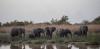 Comment le changement climatique menace l'alimentation des éléphants dans les savanes d'Afrique de l'Ouest