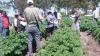Impulsando la Multiplicación de Semillas de Papa de Alta Calidad para la Agricultura Familiar en Uruguay