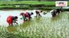 India-Africa partnership for agricultural development and food security