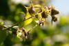 Commercial bee colony collapse threatens Washington apple, berry agriculture