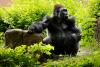 Old electronics can benefit gorillas
