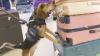 Egyptian man deported after kicking Freddie the beagle over banned goods