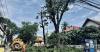 Officials Defend Tree Maintenance Amid Controversy Over Vientiane Transit Expansion